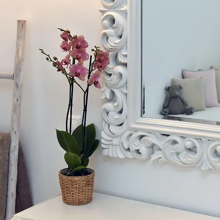 Apollon Design Boutique Hotel Hotell Páros